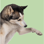 Adiestramiento Canino online