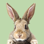 Asistente y Auxiliar Técnico Veterinario online