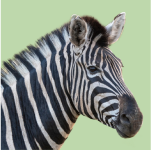 Especialista en Grandes Mamíferos Terrestres online