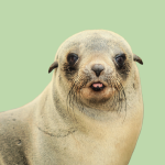 Especialista en Mamíferos Marinos online