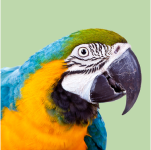 Ornitología online: Especialista en Aves Exóticas