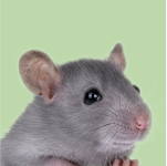 Técnico en Animales Exóticos online