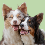 Intervenciones Asistidas con Animales online