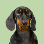 Auxiliar de Fisioterapia y Rehabilitación Animal online: Canina, Felina y Equina