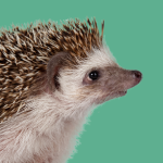 Animales Exóticos y Salvajes online