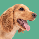 Laboratorio Veterinario online