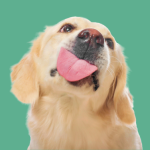 Terapia Asistida con Animales online