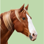 Auxiliar Veterinario Ecuestre online