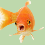 Acuariofilia y Especialista en Grandes Acuarios online