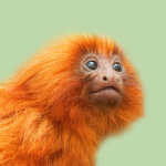 Auxiliar Veterinario y Cuidador de Animales de Zoológico online